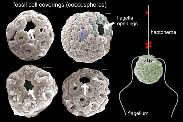 Scans of electron microscope images of a nannoplankton's fossilized scales