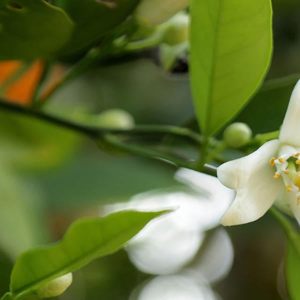 Orange Blossoms (c) UCR / Stan Lim 2019 CTA