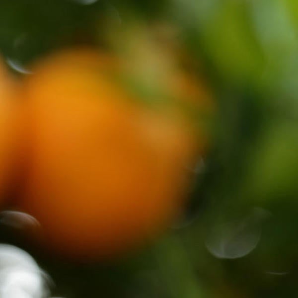 orange Blossoms (c) UCR / Stan Lim 2019 CTA