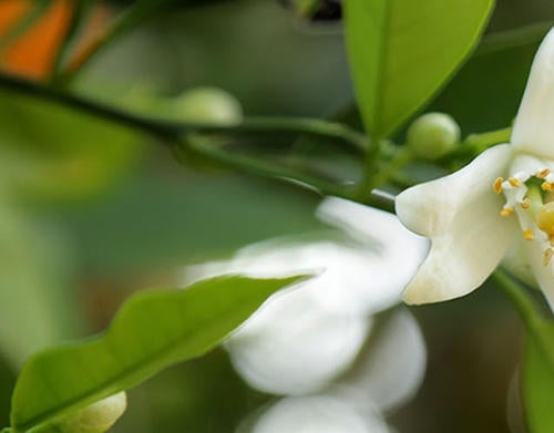 Orange Blossoms (c) UCR / Stan Lim 2019 CTA