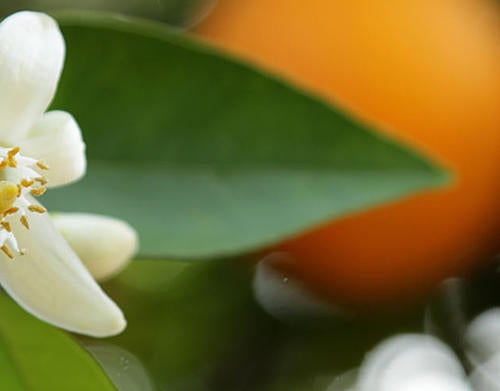 Orange Blossoms (c) UCR / Stan Lim 2019 CTA