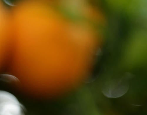 Orange Blossoms (c) UCR / Stan Lim 2019 CTA