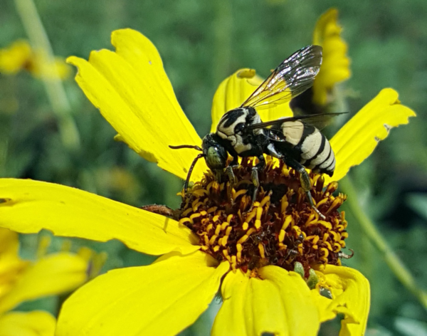 Cuckoo Bee