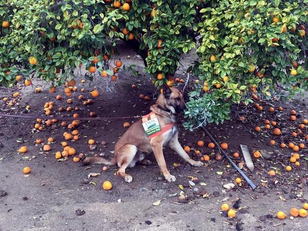 A detector dog named Szaboles, trained to sniff out the bacterial pathogen Candidatus Liberibacter asiaticus in a citrus orchard