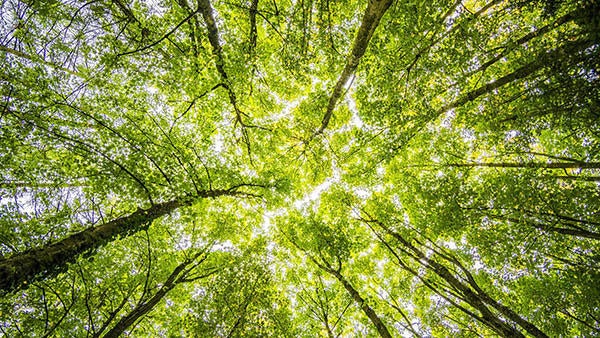 Looking up to trees, source: pexel