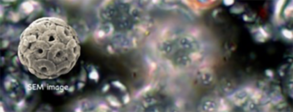 fossil_cells_insideucr