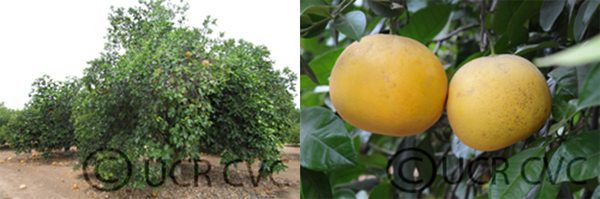 grapefruit tree and grapefruits closeup