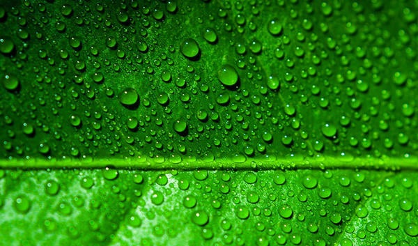 Green leaf with water drops