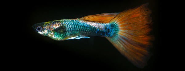 Guppy, source: NPR/KVCR