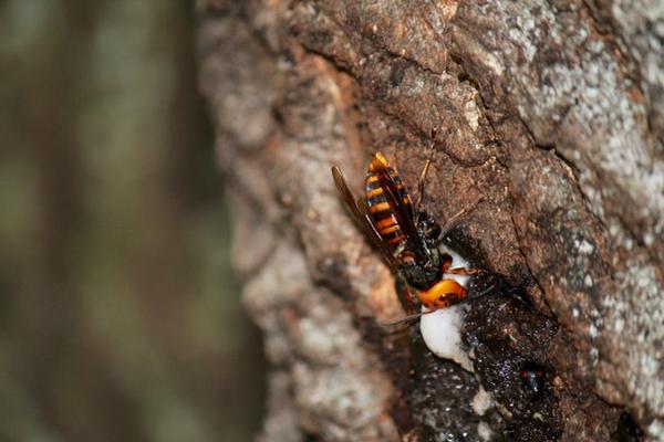 Hornet / Shinichi Igusa/Moment/Getty Images