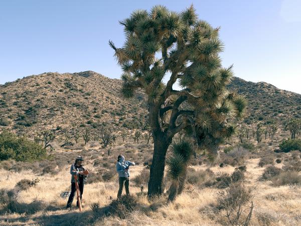 Joshua Tree VOGUE article image 1