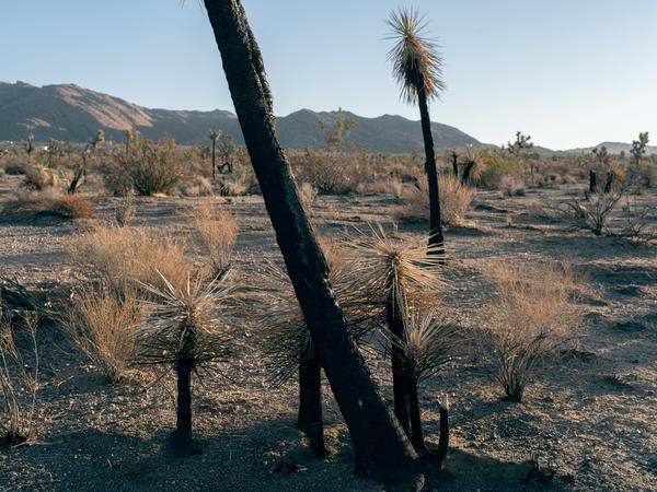 Joshua Tree VOGUE article image 3