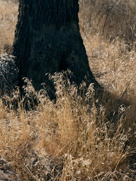 Joshua Tree VOGUE article image 5