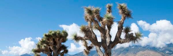 Joshua Trees