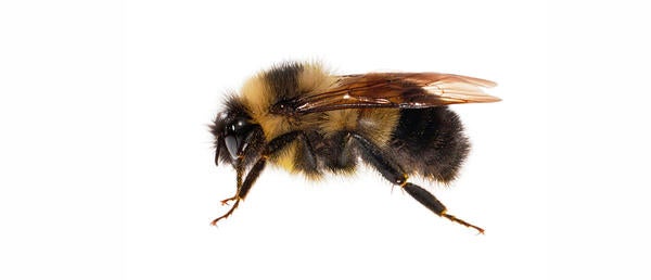 Super jumbo bumblebee