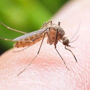 mosquito-bites_180