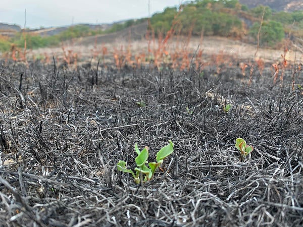 Vegetation has already begun to resprout in burned areas of Hastings Natural History Reservation. Image: Jen Hunter