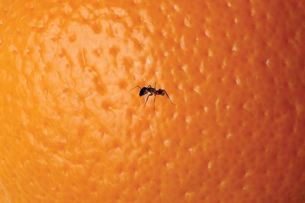 Orange and ant (Photo illustration by Steve Banks / Los Angeles Times; Getty Images)