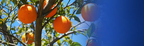 Oranges slider image