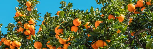 oranges on a citrus tree (c) Philippe Gauthier unsplash