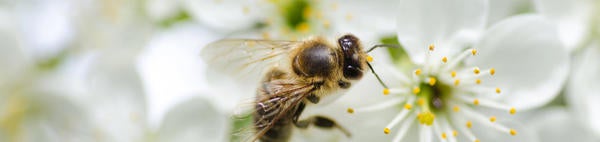 Bee on white flower