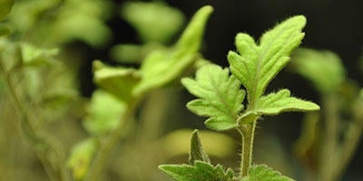 Plant Discovery Day