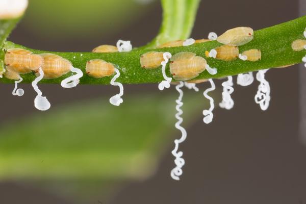 Asian citrus psyllid nymphs