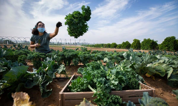 R'Garden Harvest during pandemic