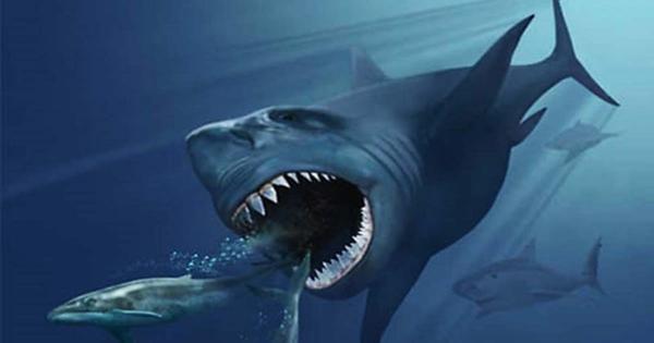 Megalodon