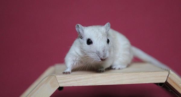 White mouse